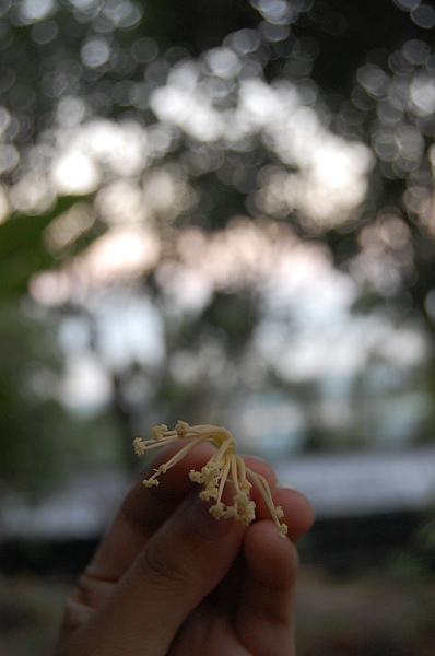 DSC_0496 - Copy.JPG DSC_0496 - Copy.JPG