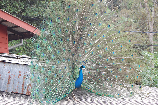 DSC_0384 - Copy.JPG DSC_0384 - Copy.JPG