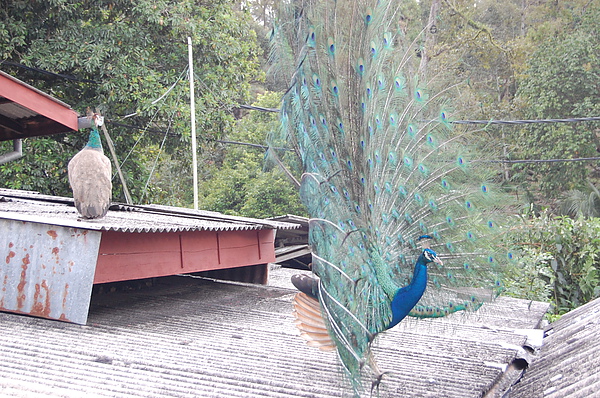 DSC_0391 - Copy.JPG DSC_0391 - Copy.JPG