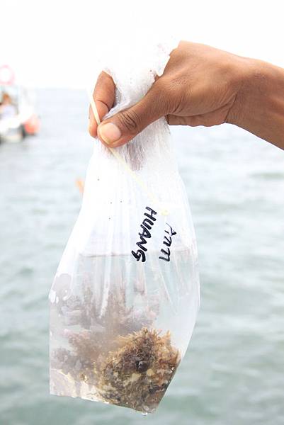 Coral Plantation (4).jpg