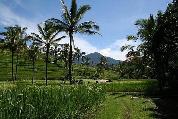 Jati Luwih View-3.jpg