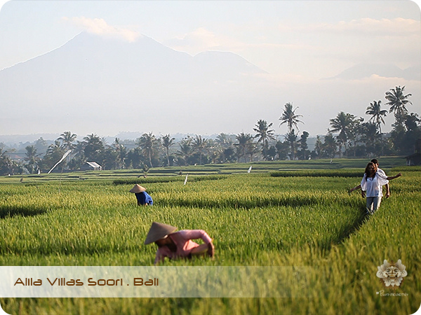 ALILA VILLAS SOORI All About Rice