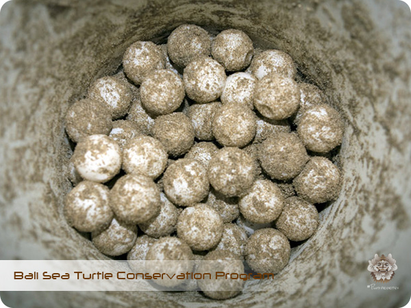 Bali Sea Turtle Conservation Program3.jpg