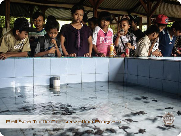 Bali Sea Turtle Conservation Program6.jpg