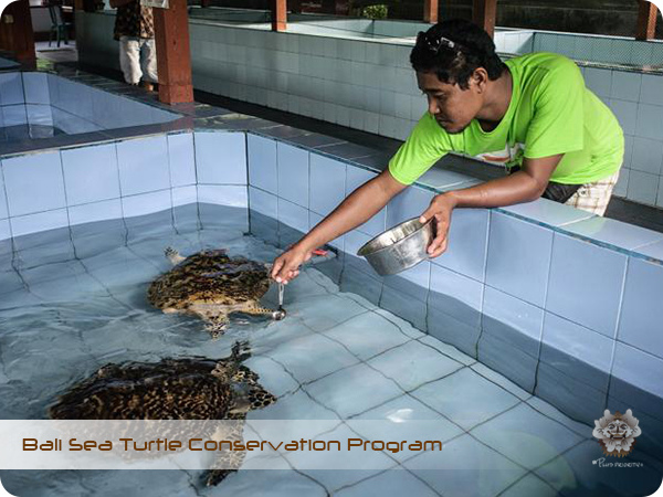 Bali Sea Turtle Conservation Program7.jpg