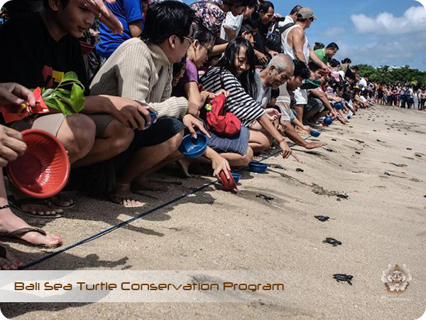 Bali Sea Turtle Conservation Program8.jpg