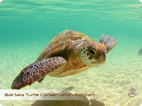 Bali Sea Turtle Conservation Program5.jpg