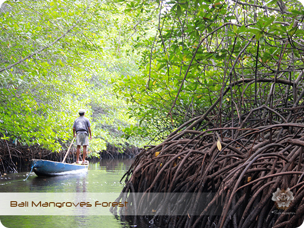Bali Mangroves Forest Ship.jpg
