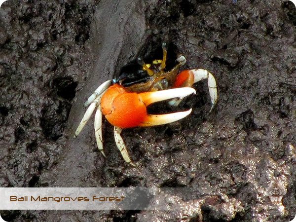 Bali Mangroves Forest Crab.jpg