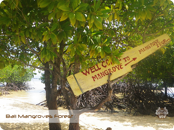 Bali Mangroves Forest Star.jpg