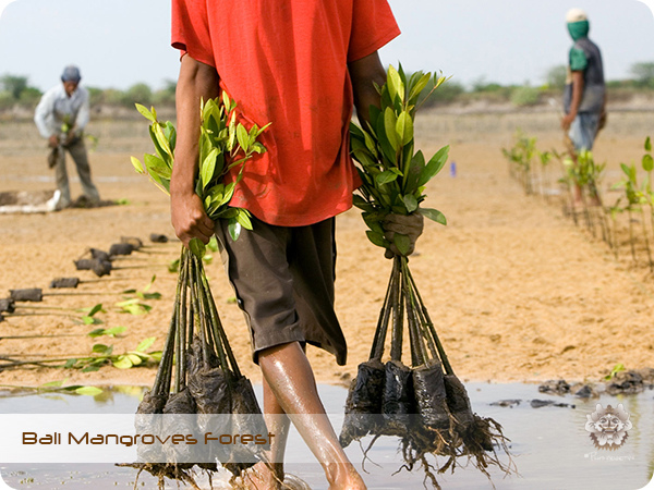 Bali Mangroves Forest Care.jpg