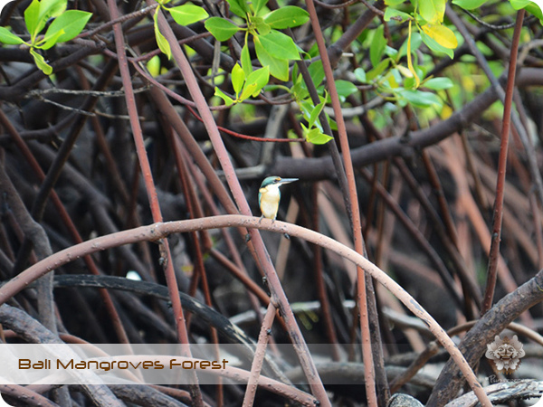 Bali Mangroves Forest Bird.jpg