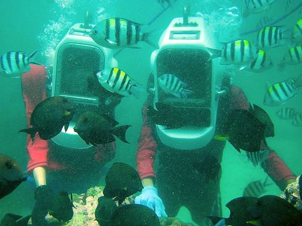 Coral Plantation.jpg