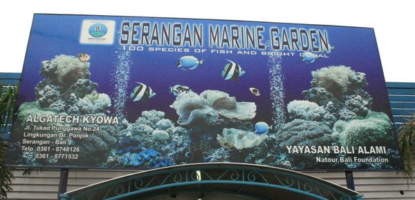 Bali 寧靜海海生館