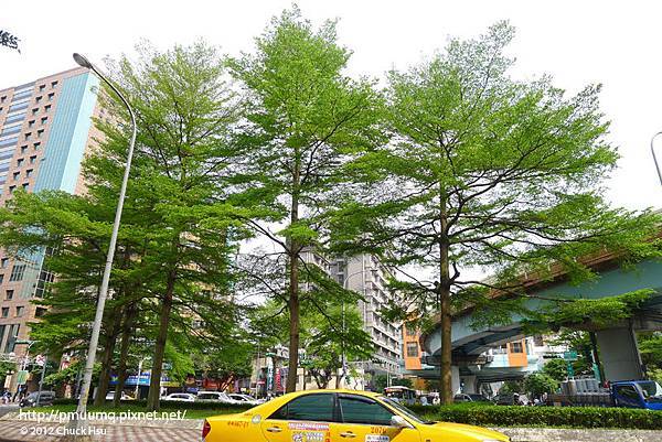 ＠基隆路和平東路口圓環 住著台北市最美的細葉欖仁（懶人）樹