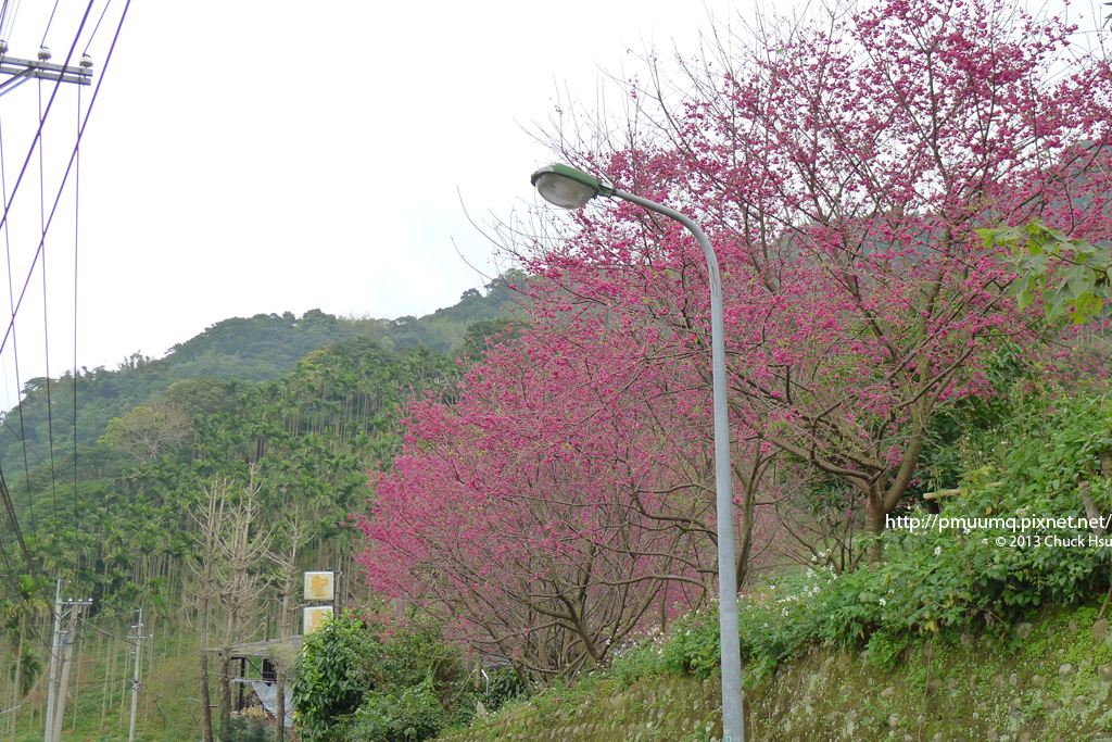 上山路上的櫻花林