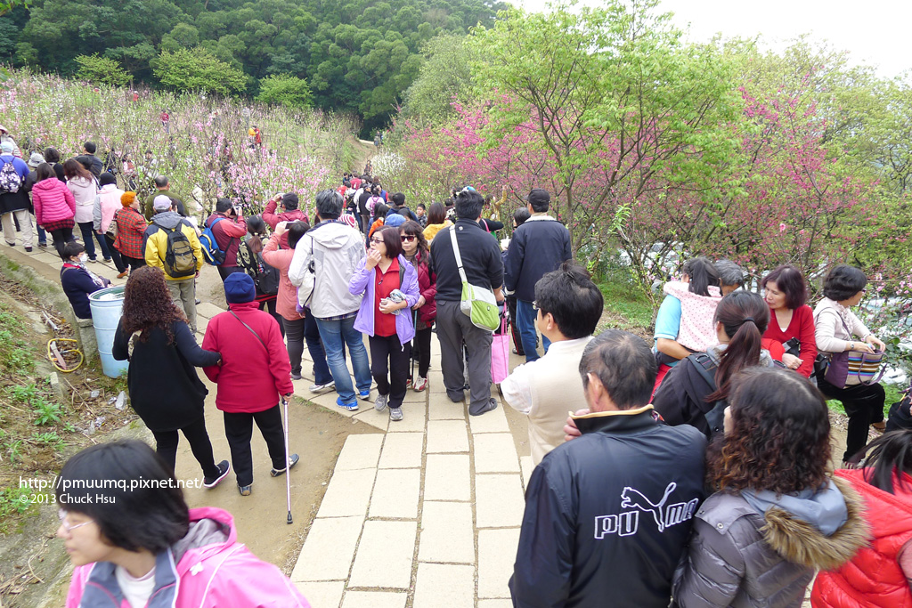 杏花林滿滿的人 這叫花開富貴