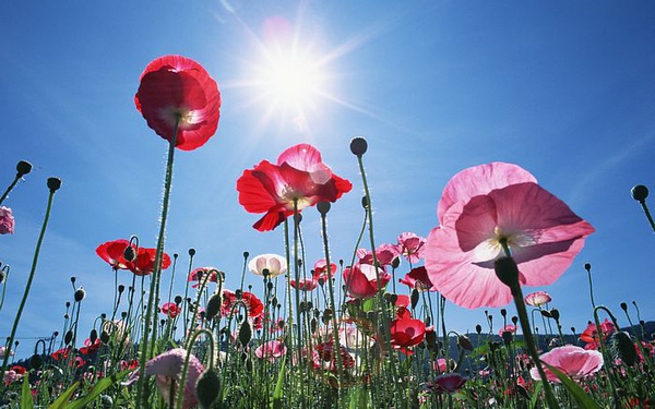 1440x900_Blue_Sky_Flowers_HM014_350A.jpg 1440x900_Blue_Sky_Flowers_HM014_350A.jpg