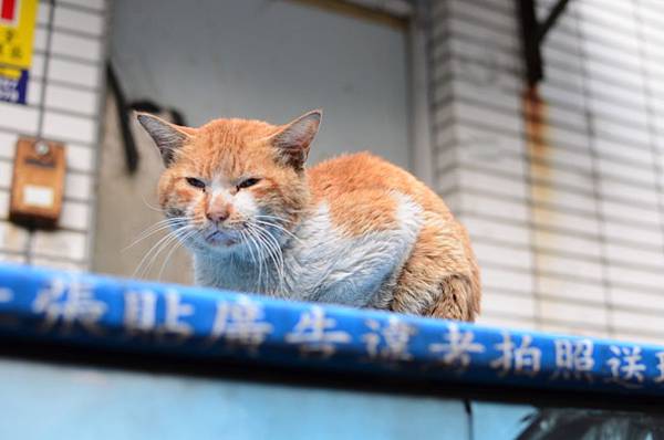 大頭認養照 大頭認養照