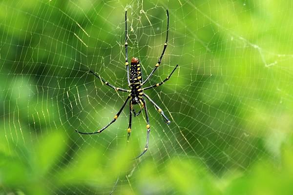 蜘蛛