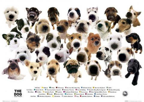 THE DOG 国内版 2012年 カレンダー 柴 アーリスト 比較 流行車