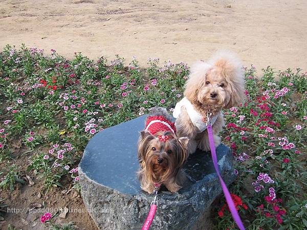 IMG_1808(001) IMG_1808(001)