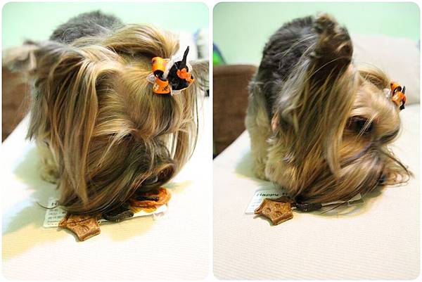 IMG_0988-1 IMG_0988-1