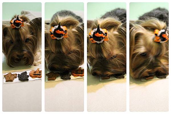 IMG_0984-1 IMG_0984-1