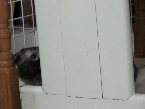 IMG_1339.jpg IMG_1339.jpg