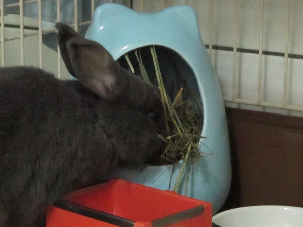 IMG_2236.jpg IMG_2236.jpg