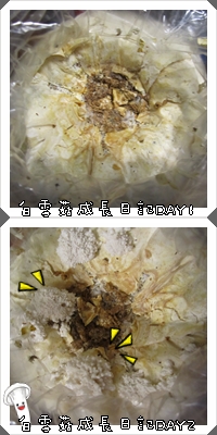 白雪菇成長日記1 白雪菇成長日記1