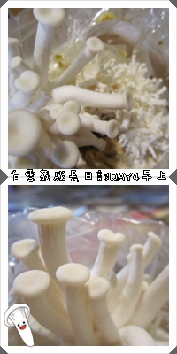 白雪菇成長日記3 白雪菇成長日記3