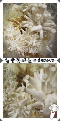 白雪菇成長日記2 白雪菇成長日記2
