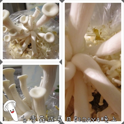 白雪菇成長日記4 白雪菇成長日記4