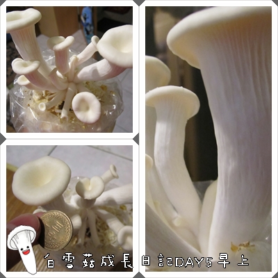 白雪菇成長日記5 白雪菇成長日記5