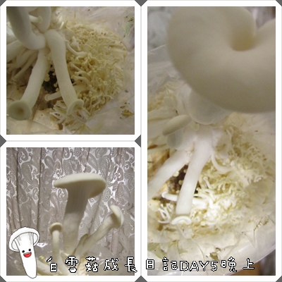 白雪菇成長日記6 白雪菇成長日記6