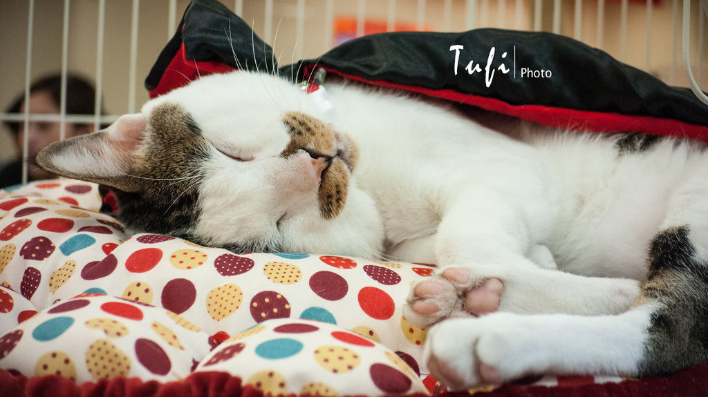 [遊記] 台北 貓咪的101種生活特展 @ TUFI :: 痞客邦 PIXNET ::