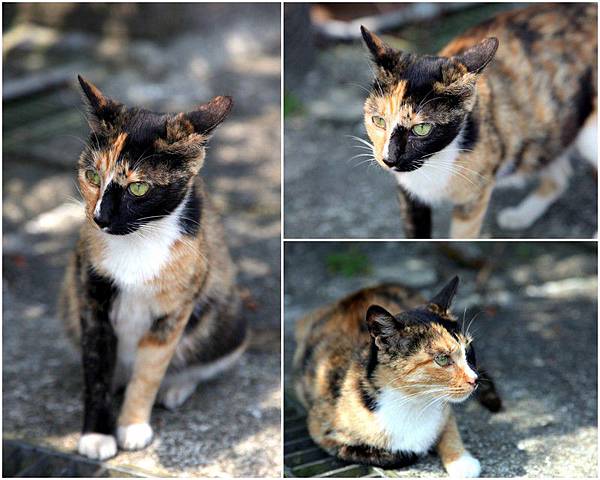 Y120330~31 九份溫莎堡 & 侯硐-修