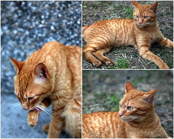 Y120330~31 九份溫莎堡 & 侯硐-修1