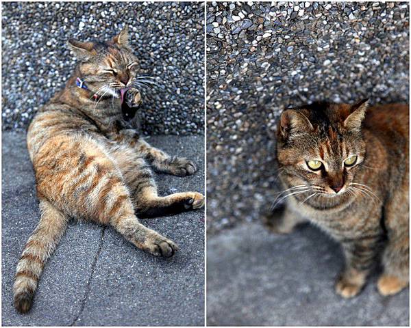 Y120330~31 九份溫莎堡 & 侯硐-修2