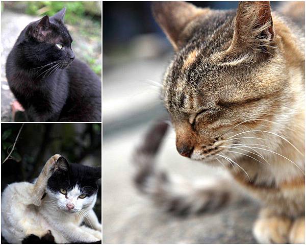 Y120330~31 九份溫莎堡 & 侯硐-修13