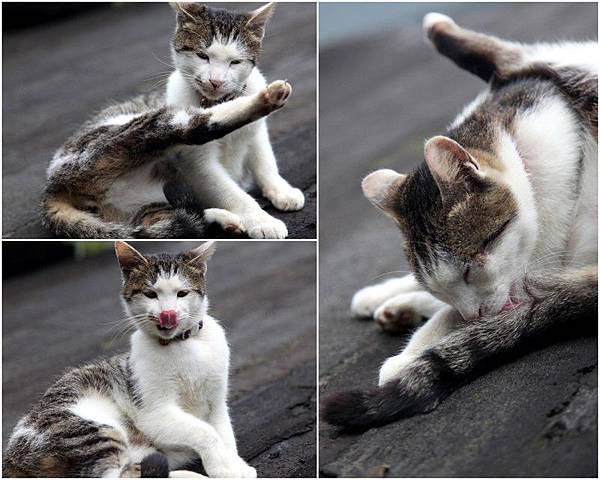 Y120330~31 九份溫莎堡 & 侯硐-修16