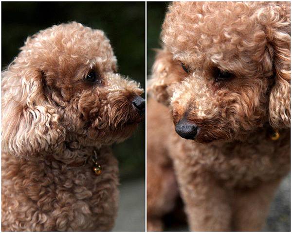 Y120330~31 九份溫莎堡 & 侯硐-修15