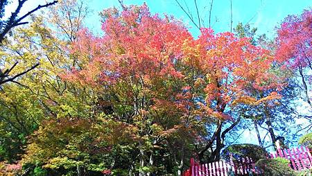 P_20141117_110352_NT.jpg P_20141117_110352_NT.jpg