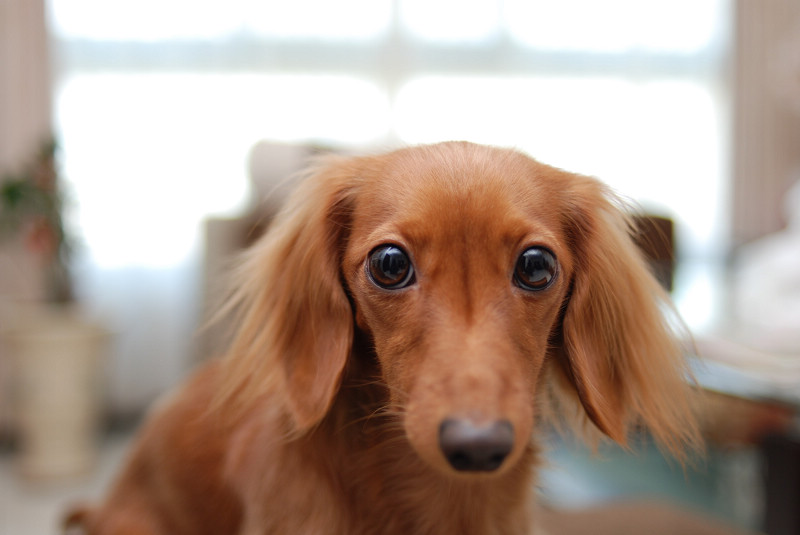 DSC_8460.jpg DSC_8460.jpg