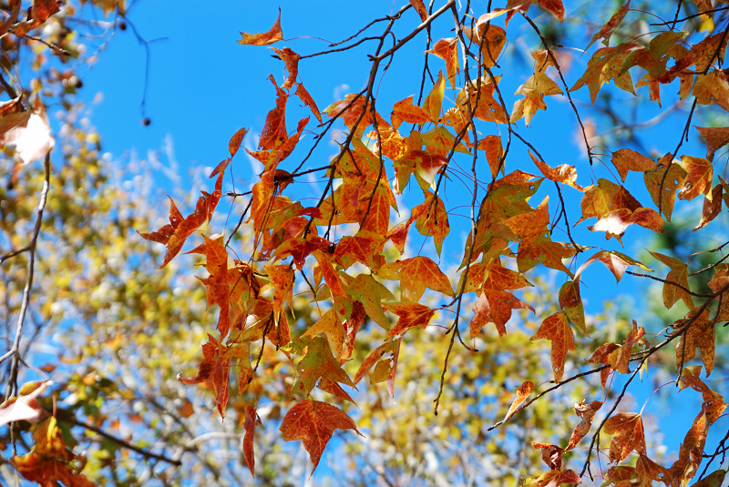 DSC_8950.jpg DSC_8950.jpg