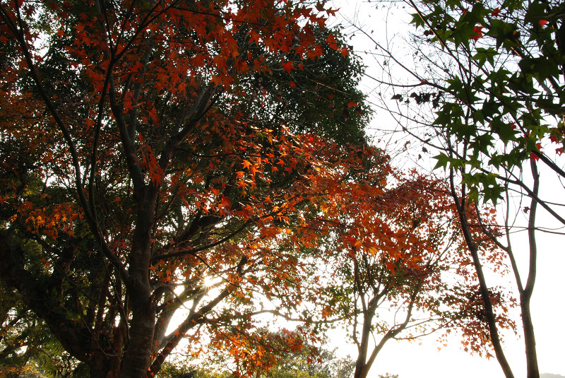 DSC_9100.jpg DSC_9100.jpg