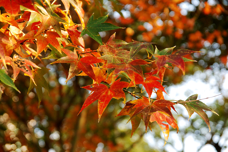 DSC_9103.jpg DSC_9103.jpg