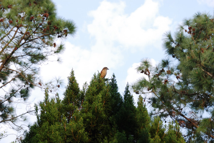 DSC_2253.jpg DSC_2253.jpg