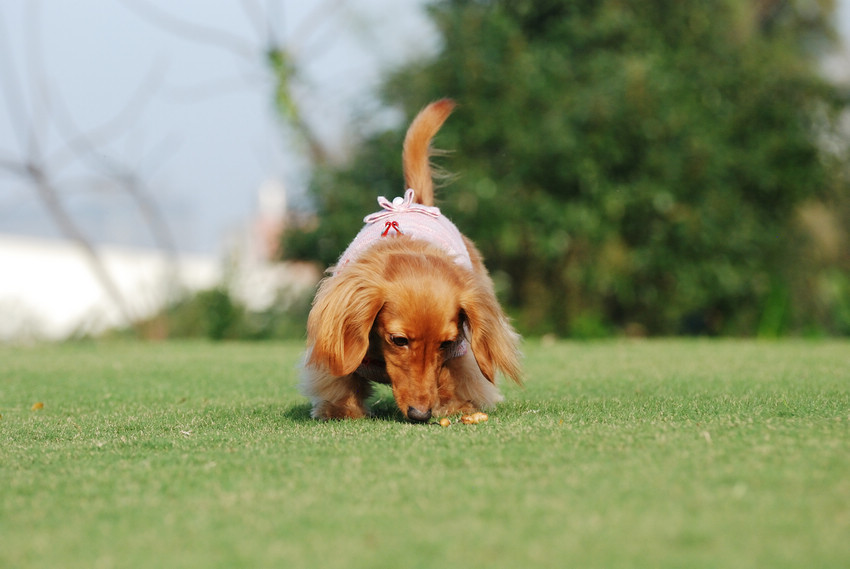 DSC_0294.jpg DSC_0294.jpg